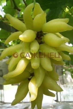 Виноград Голд фингер